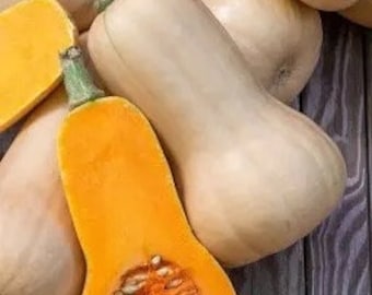 Butternut Squash Seeds, Winter Squash Seeds, Squash Seeds, Organic Squash Seeds, Organic Seeds, Hat Bi, Organic Squash seeds