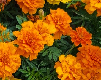 May include: A vibrant close-up of marigold flowers in full bloom. The image showcases a variety of orange and yellow marigolds, with lush green foliage. The flowers have multiple layers of petals, creating a full, textured appearance.