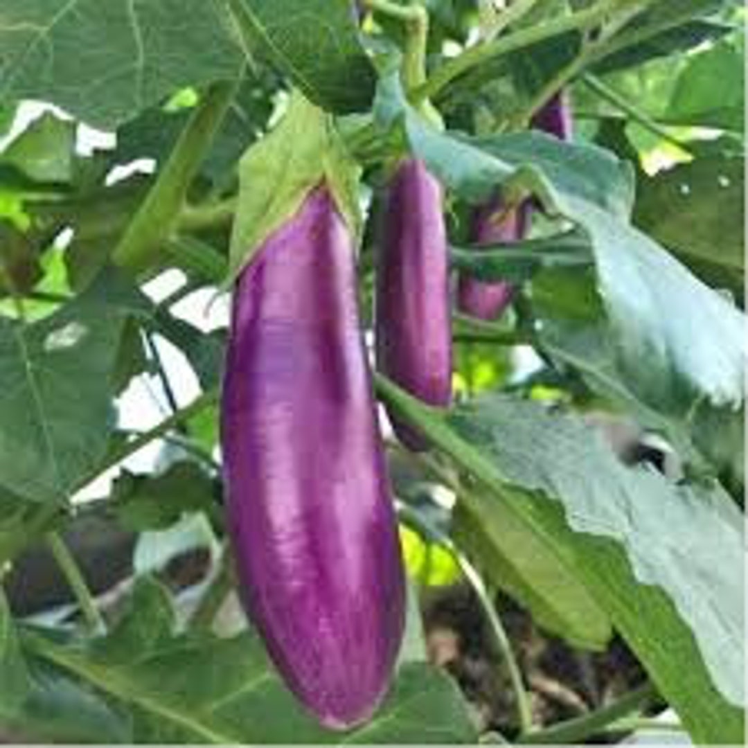 Organic Eggplant Seeds, Purple Eggplant Seeds, Orval Purple Eggplant ... Organic Eggplant Seeds, Purple Eggplant Seeds, Orval Purple Eggplant ...