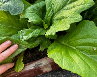 Mustard Green Seeds, Indian Mustard Greens, Chinese Mustard, Leaf Mustard, Oriental Mustard, Cải Bẹ Xanh, Cải Xanh, Giant Mustard Greens