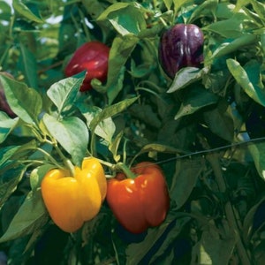 Assorted Bell peppers seeds, Yellow Bell Pepper Seeds, Pepper Seeds, Red Bell Pepper Seeds