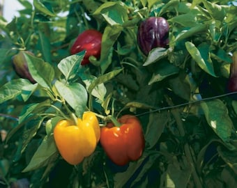 Assorted Bell peppers seeds, Yellow Bell Pepper Seeds, Pepper Seeds, Red Bell Pepper Seeds