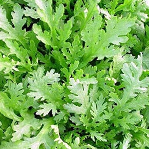 1000+ Thai Garland Chrysanthemum, Chrysanthemum Green Seeds, Rau Cải Cúc, Rau Tần Ô, Crown Daisy, Oasis Shungiku, Vietnamese Tần Ô, Rau Cú