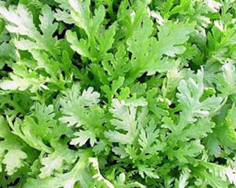 1000+ Thai Garland Chrysanthemum, Chrysanthemum Green Seeds, Rau Cải Cúc, Rau Tần Ô, Crown Daisy, Oasis Shungiku, Vietnamese Tần Ô, Rau Cú