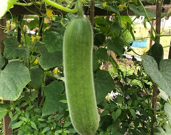 Winter Melon Seeds, Melon Seeds, Philipin Melon Seeds, Organic Seeds, Gardening, Gardener, Wax Gourd Seeds, Organic Melon, Hat Bí Chanh