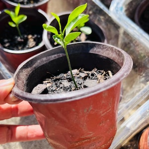 May include: A white ceramic mug with a black handle and the text "But First, Coffee" in a black, bold font. The mug is sitting on a wooden surface. The mug is 4 inches tall.