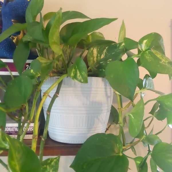 Golden Pothos Cutting - Unrooted Devil's Ivy - One Cutting - Variegated Color Unique - Simple Easy Beginner House Plant - Vibrant Stripes