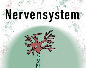 Lernzettel - Nervensystem