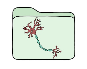 Study notes - Nervous system