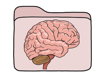 Study notes - brain