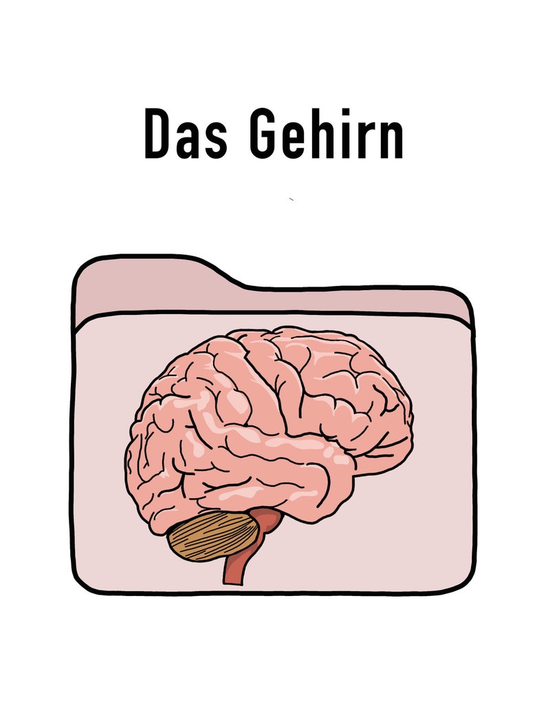 May include: A cartoon illustration of a brain inside a pink folder. The brain is pink with brown outlines, and the folder has the text "Das Gehirn" in black letters at the top.