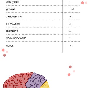 May include: Anatomy-themed illustration featuring a table of contents in German, with a colorful brain diagram at the bottom. The table lists topics like "das genirn" and "gro&szlig;nin" with corresponding page numbers. Pink dots accent the white background.