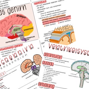 May include: A collection of illustrated educational diagrams on white paper, detailing the brain's anatomy. The diagrams feature colorful labels and handwritten text in German, with sections on the cerebrum, ventricles, and meninges.