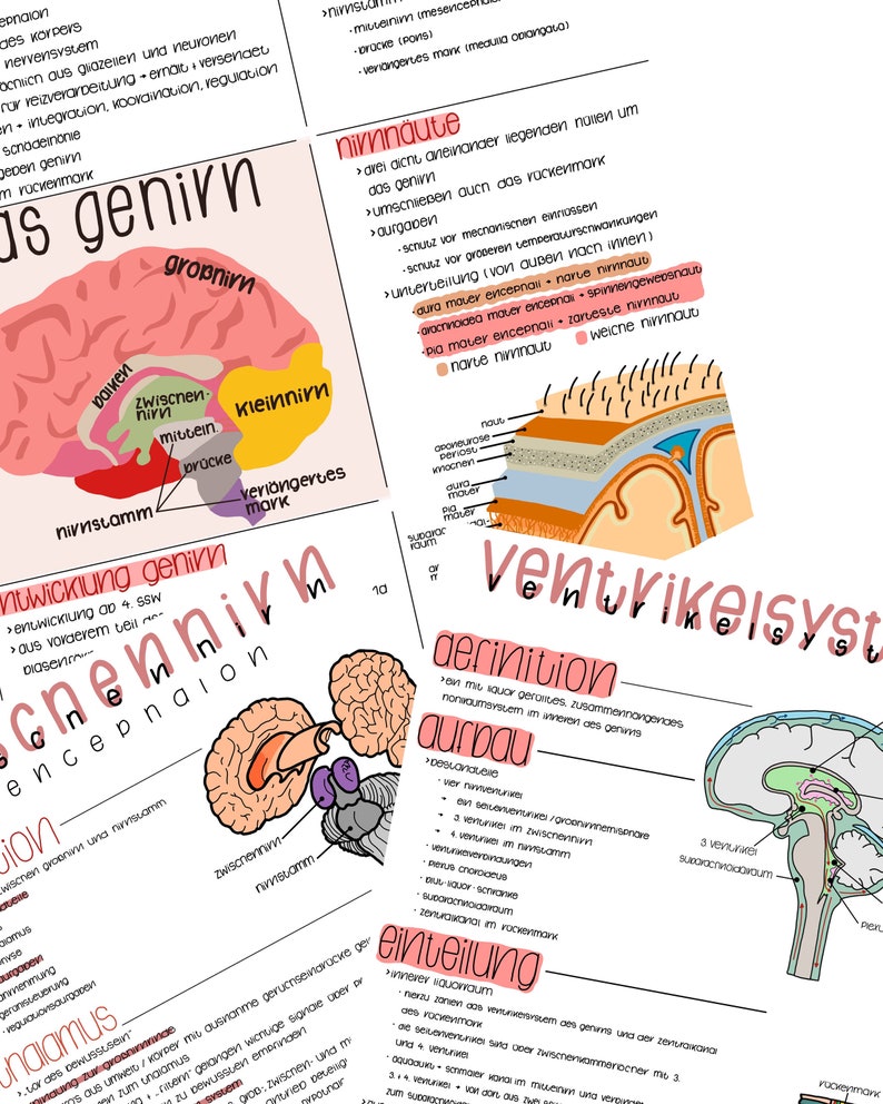 May include: A collection of illustrated educational diagrams on white paper, detailing the brain's anatomy. The diagrams feature colorful labels and handwritten text in German, with sections on the cerebrum, ventricles, and meninges.