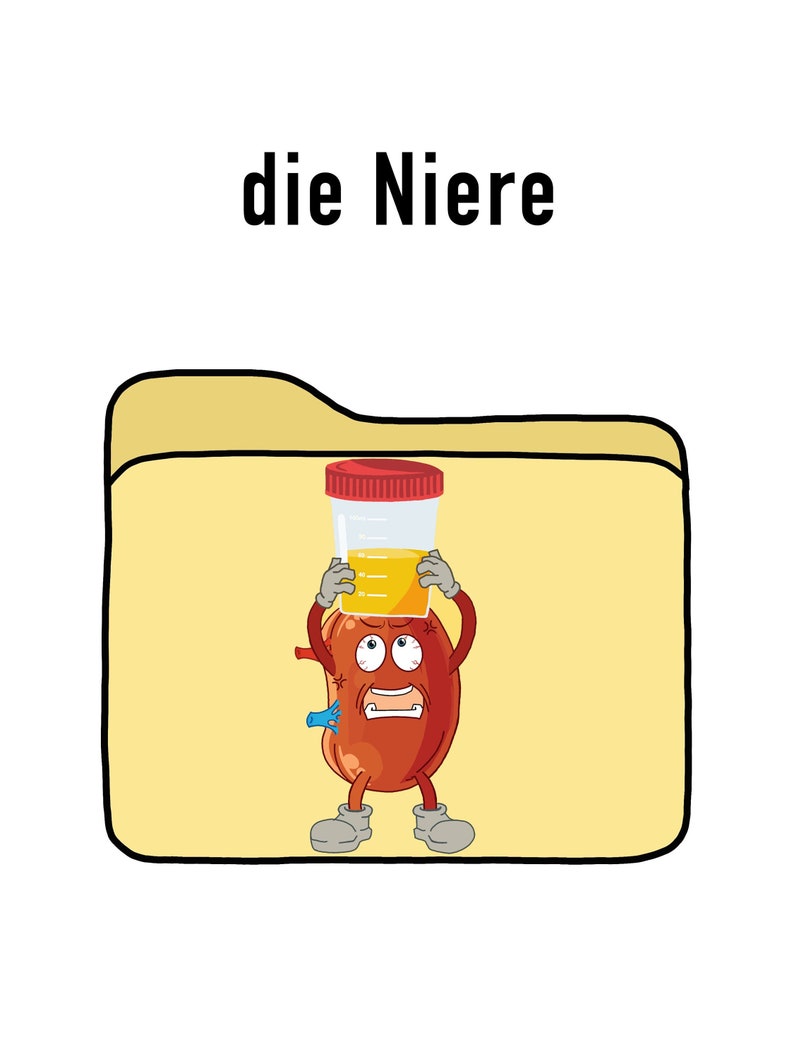 Hoja de aprendizaje: riñón y excreción. - Etsy México