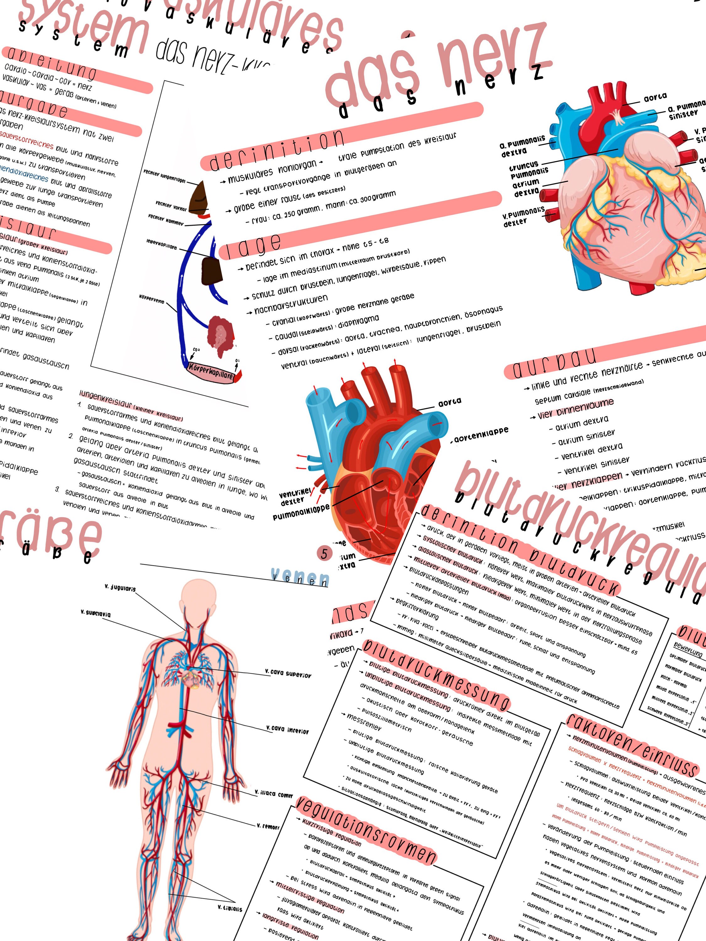 Cardiac Study Notes Study Notes - Heart - Etsy