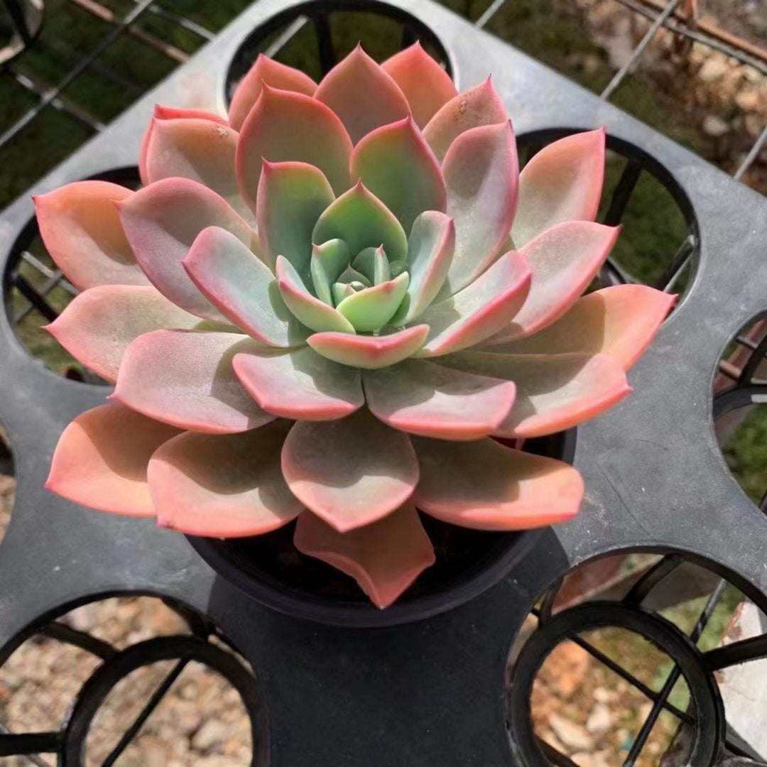 Echeveria White Stormsunshine Plants Succulents Rare Plants Etsy