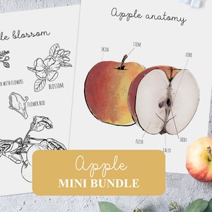 Anatomia della mela, Mini Unit Study di Apple, pagina da colorare di mele, foglio di lavoro autunnale per bambini, lezione autunnale, poster educativo, risorse per lo studio della natura