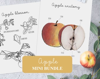 Apple Anatomy Mini Unit Study, kleurplaat (digitale download)