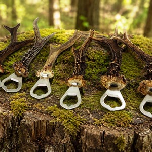 Bottle Opener Real Roe Deer Antler Handle 21 cm (8.5 in)