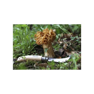 Mushroom Knife Opinel – Stainless Steel Foraging Knife with Beech Handle