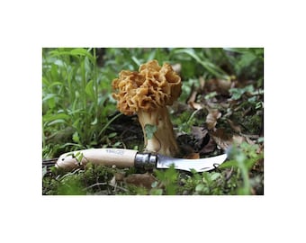 Mushroom Knife Opinel – Stainless Steel Foraging Knife with Beech Handle