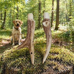 Op de afbeelding: Twee bruine en crèmekleurige herten geweien voor honden staan rechtop op een met mos bedekte boomstronk. Een gele Labrador Retriever zit op de achtergrond en kijkt naar de camera. De geweien hebben een natuurlijke, getextureerde uitstraling.