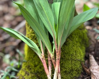 40 Fresh West Virginia Ramps – Wild Leeks for Cooking or Replanting