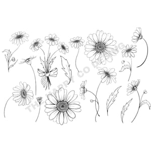 Daisy Svg overzicht bloem Svg | Bloemen-Svg | Daisy Clipart | Lente-svg | Madeliefje png | Svg-bestanden voor cricut | Wilde bloemen-svg | Geboortemaand SVG