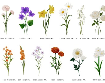 Hand Painted Birth Flower PNG Bundle: Floral Clipart (Digital Download)