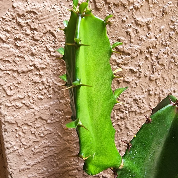 Euphorbia trigona | Arbre à lait africain | Coupe de cactus | Boutures | Plantes d'intérieur