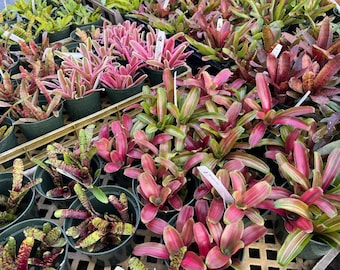Neoregelia 'high Voltage' Bromeliad, 6” Pot - Etsy