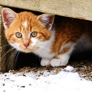 May include: A close-up of a ginger and white cat peeking out from under a wooden surface. The cat has green eyes and white markings on its face and chest. The cat is looking directly at the camera.