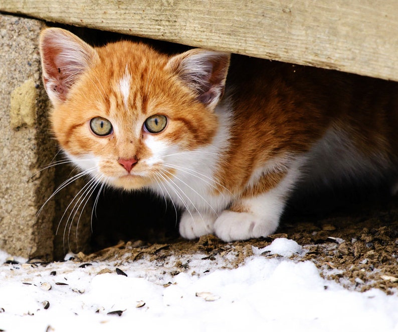 May include: A close-up of a ginger and white cat peeking out from under a wooden surface. The cat has green eyes and white markings on its face and chest. The cat is looking directly at the camera.
