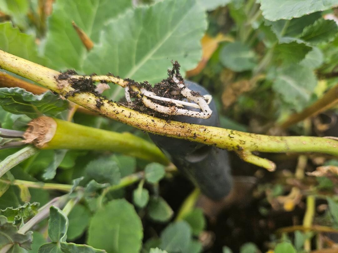 2 X Rooted RARE Heritage Variety of PERENNIAL KALE - Daubenton - Rooted ...