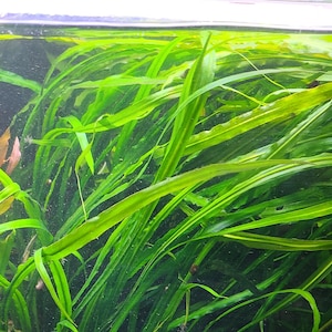 May include: An aquarium scene filled with vibrant green aquatic plants. Long, slender leaves dominate the view, creating a lush underwater environment. Small fish are visible, adding life to the aquatic ecosystem.