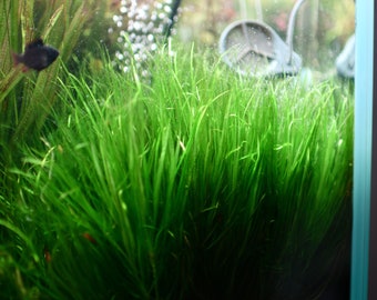 3 x Blyxa Japonica Aquarium Plant. Submerge-grown