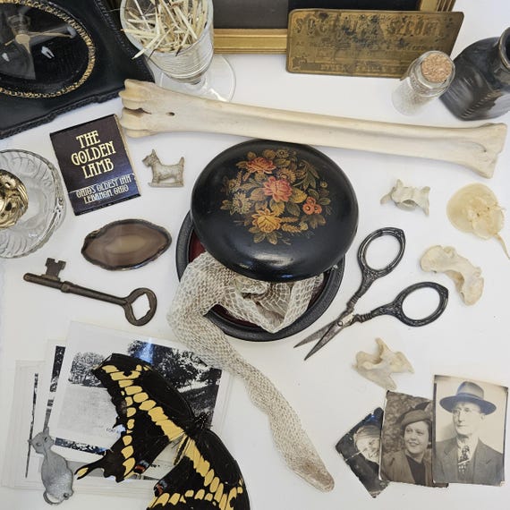 Nature Curiosities Morbid Mystery Box | unusual curated vintage oddities and natural items collection