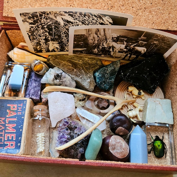 Nature Curiosities Morbid Mystery Box | unusual curated vintage oddities and natural items collection