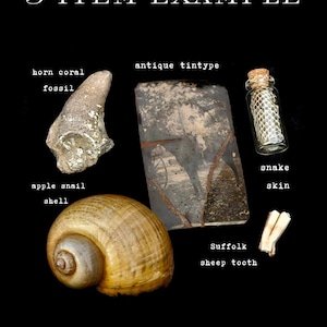 May include: An assortment of natural items on a black background. The items include a horn coral fossil, an antique tintype, a snail shell, a glass vial with snake skin, and a sheep tooth. The text "5 ITEM EXAMPLE" is at the top.