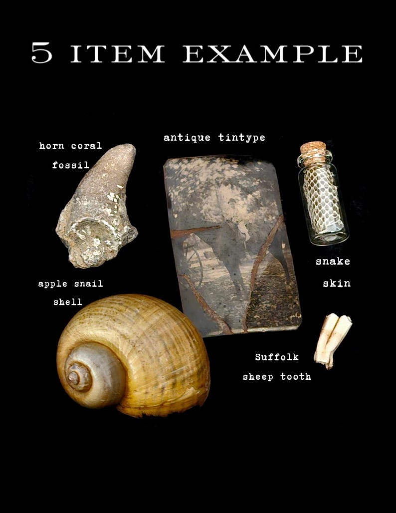 May include: An assortment of natural items on a black background. The items include a horn coral fossil, an antique tintype, a snail shell, a glass vial with snake skin, and a sheep tooth. The text "5 ITEM EXAMPLE" is at the top.