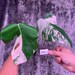 US Seller Monstera Albo Cutting White Variegated Borsigiana Large Matura Leaves 