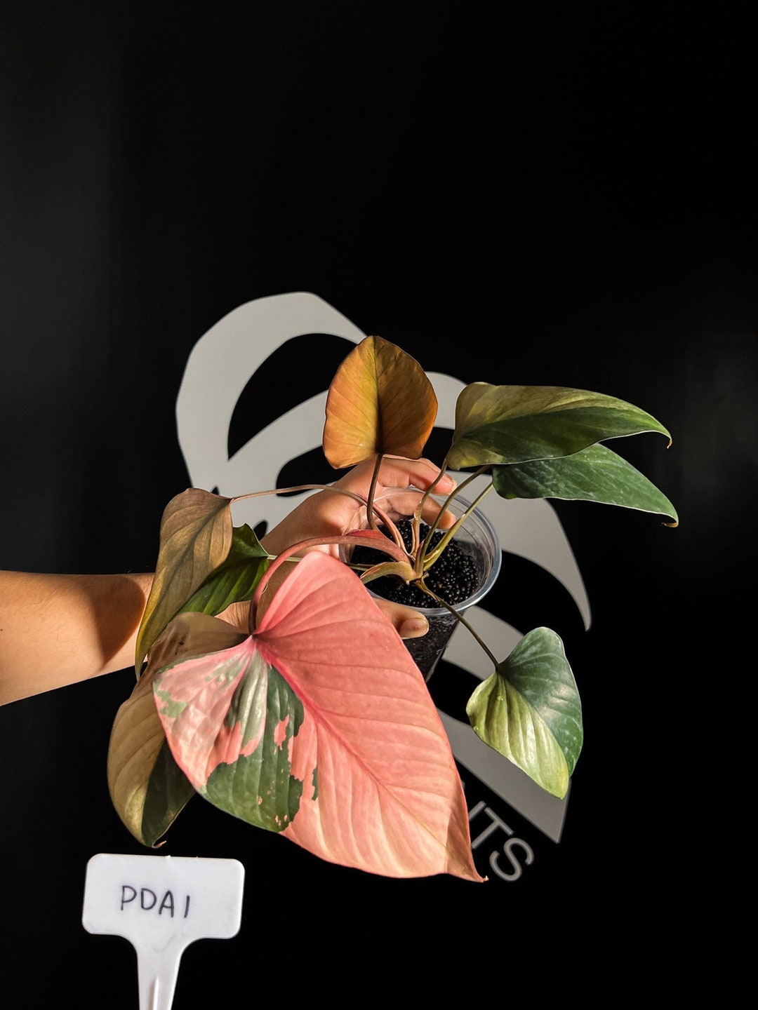 US Seller Homalomena Pink Diamond - Etsy