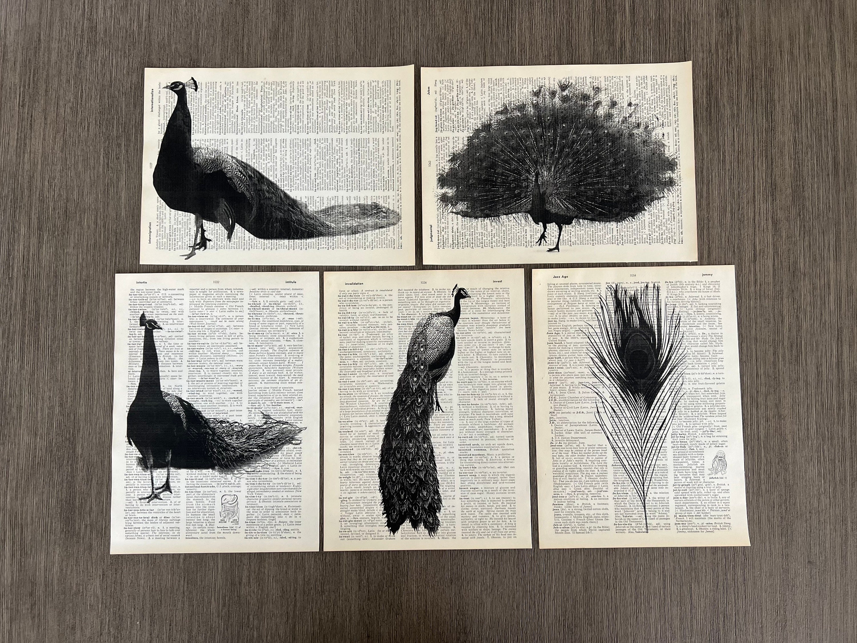 Set of 2 Dictionary Styled Matted Peacock Prints, Parchment Art