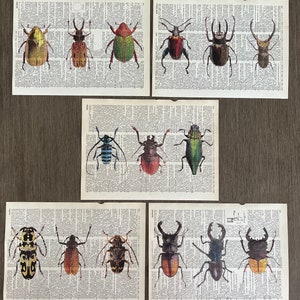 Insect Themed Dictionary Prints