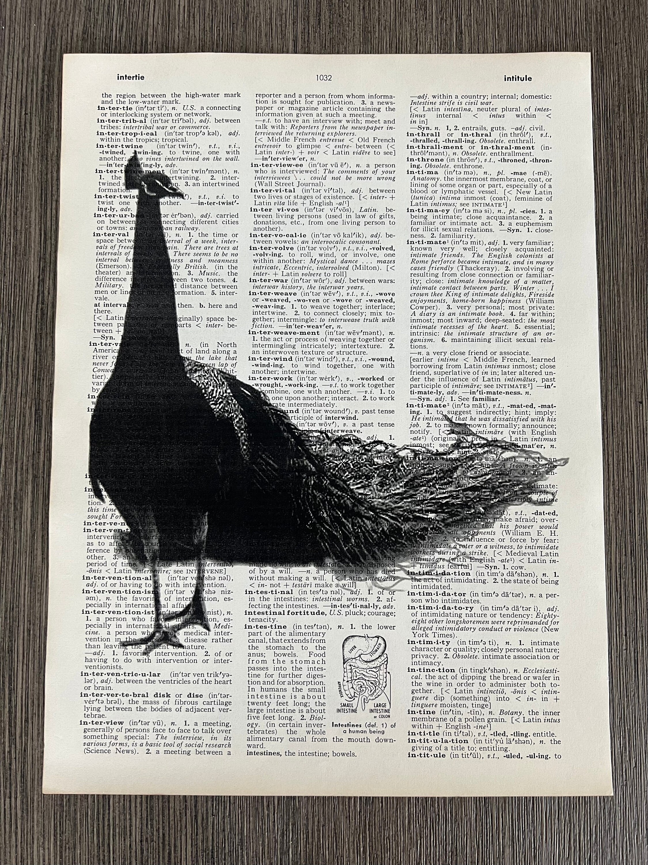 Set of 2 Dictionary Styled Matted Peacock Prints, Parchment Art