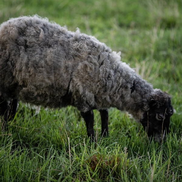 Shetland Wolle- Shaela 1,45lbs