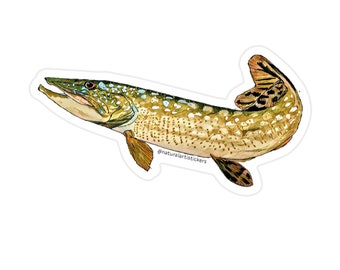 Chain Pickerel Fish Sticker • Durable Weather Resistant Vinyl Fish Sticker for Fisherman gifts, coolers, tackle boxes and car windows