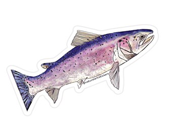 Hand-Painted Atlantic Salmon Sticker: Durable, weather resistant, nature inspired sticker for outdoor enthusiasts.