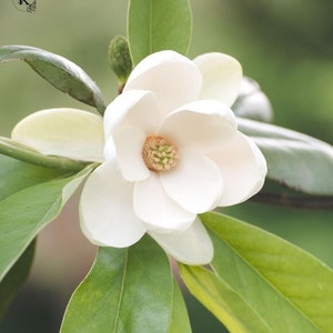 Magnolia blanca, arte floral de la pared, fotografía de flores blancas, impresión botánica, fotografía de la naturaleza, descarga instantánea